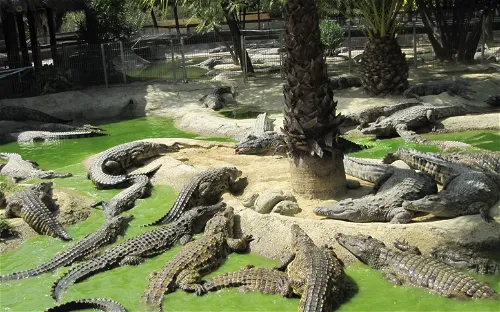 Crocodile Park