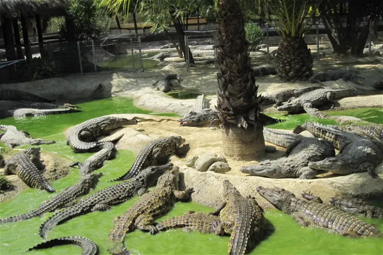 Crocodile Park