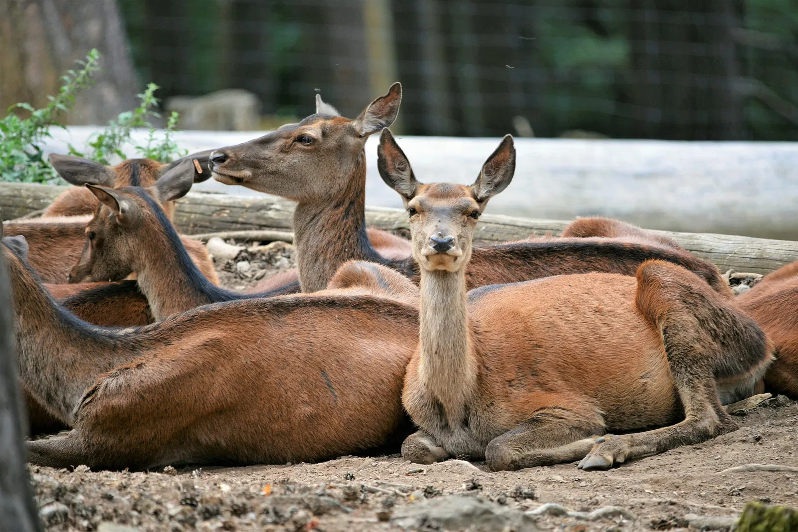 Parque Faunístico Lacuniacha