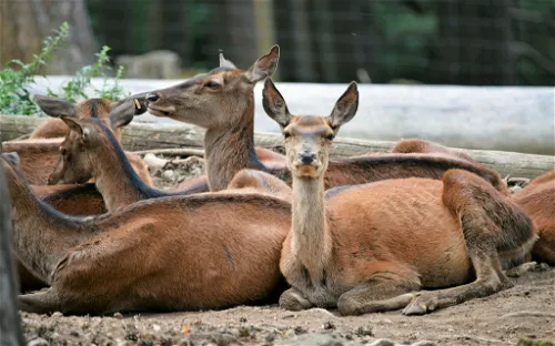 Parque Faunístico Lacuniacha