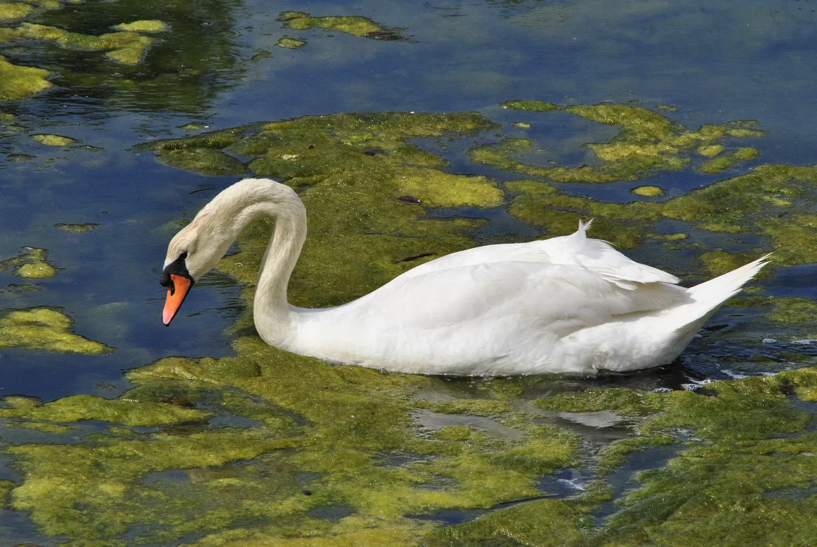Santoña, Victoria and Joyel Marshes Natural Park