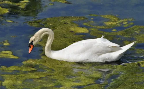 Santoña, Victoria and Joyel Marshes Natural Park