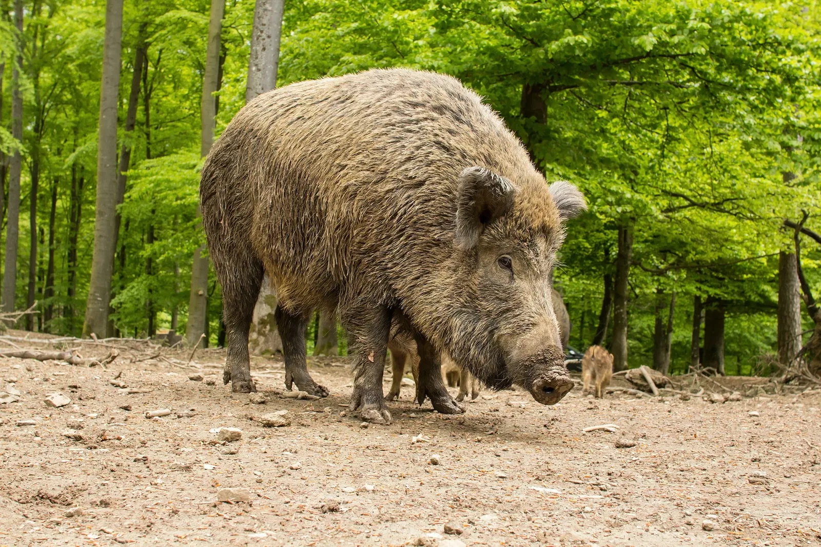 Wildlife and adventure park Daun (Daun) - Bezoekersinformatie & Recensies