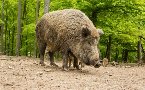 Wildlife and adventure park Daun