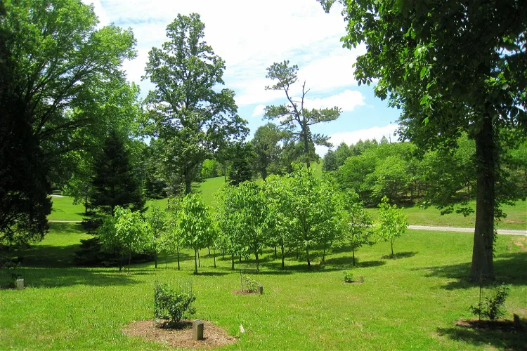 UT Arboretum