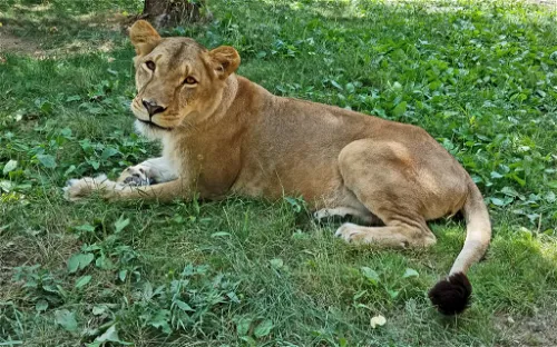 Black Pine Animal Sanctuary