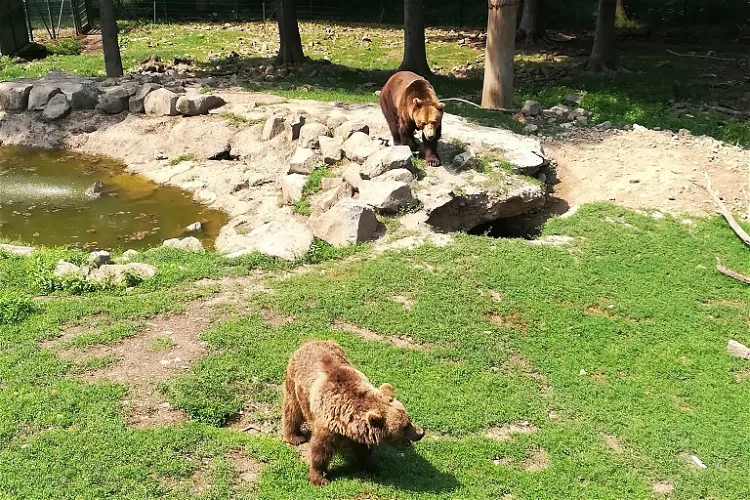 Wildpark Knüll