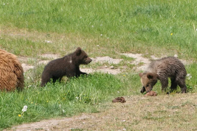 Wildpark Poing