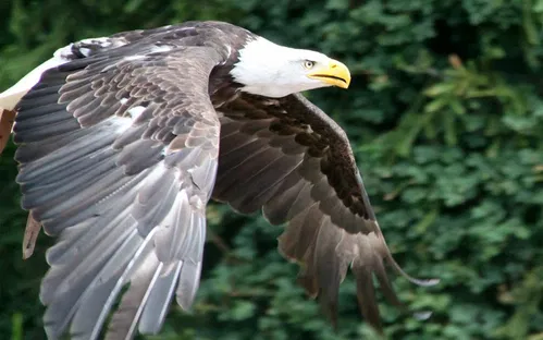 Parque de Aves de Steinen