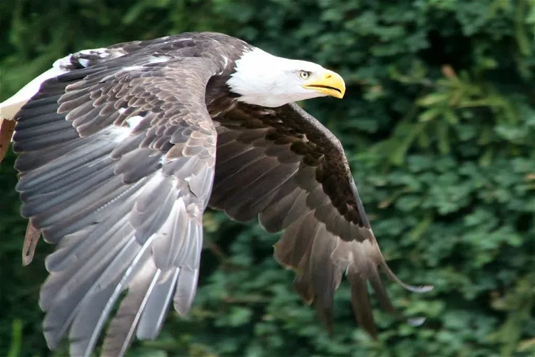 Steinen Bird Park