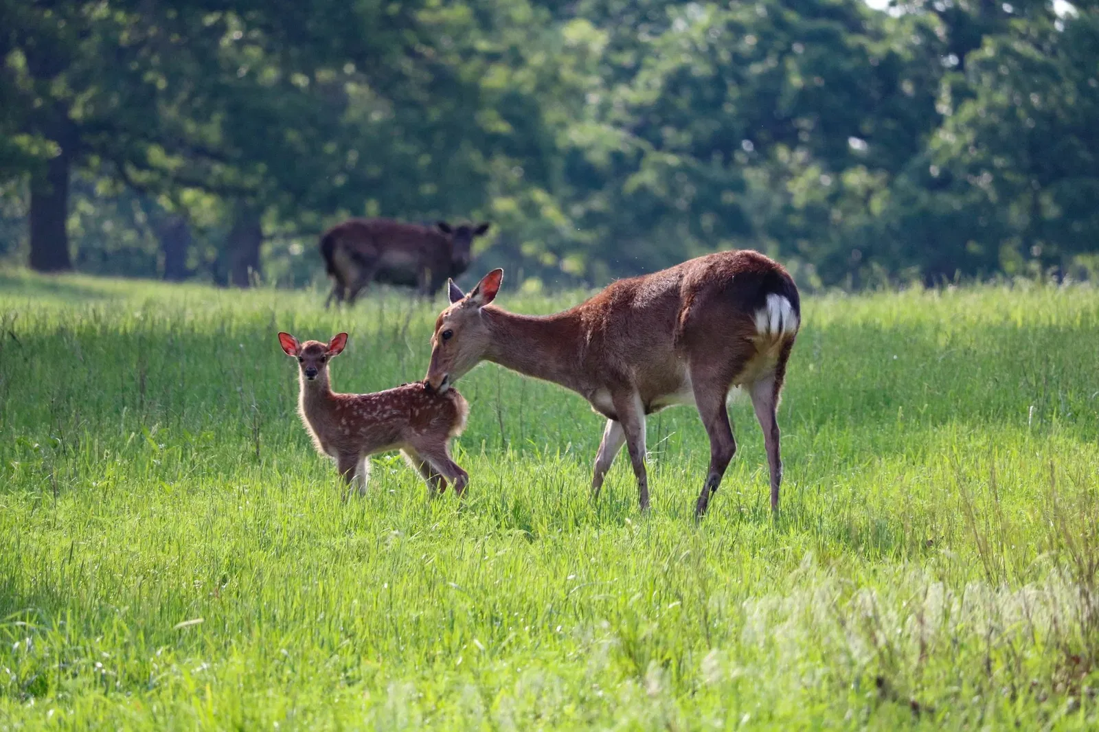 Woolaroc Museum & Wildlife Preserve