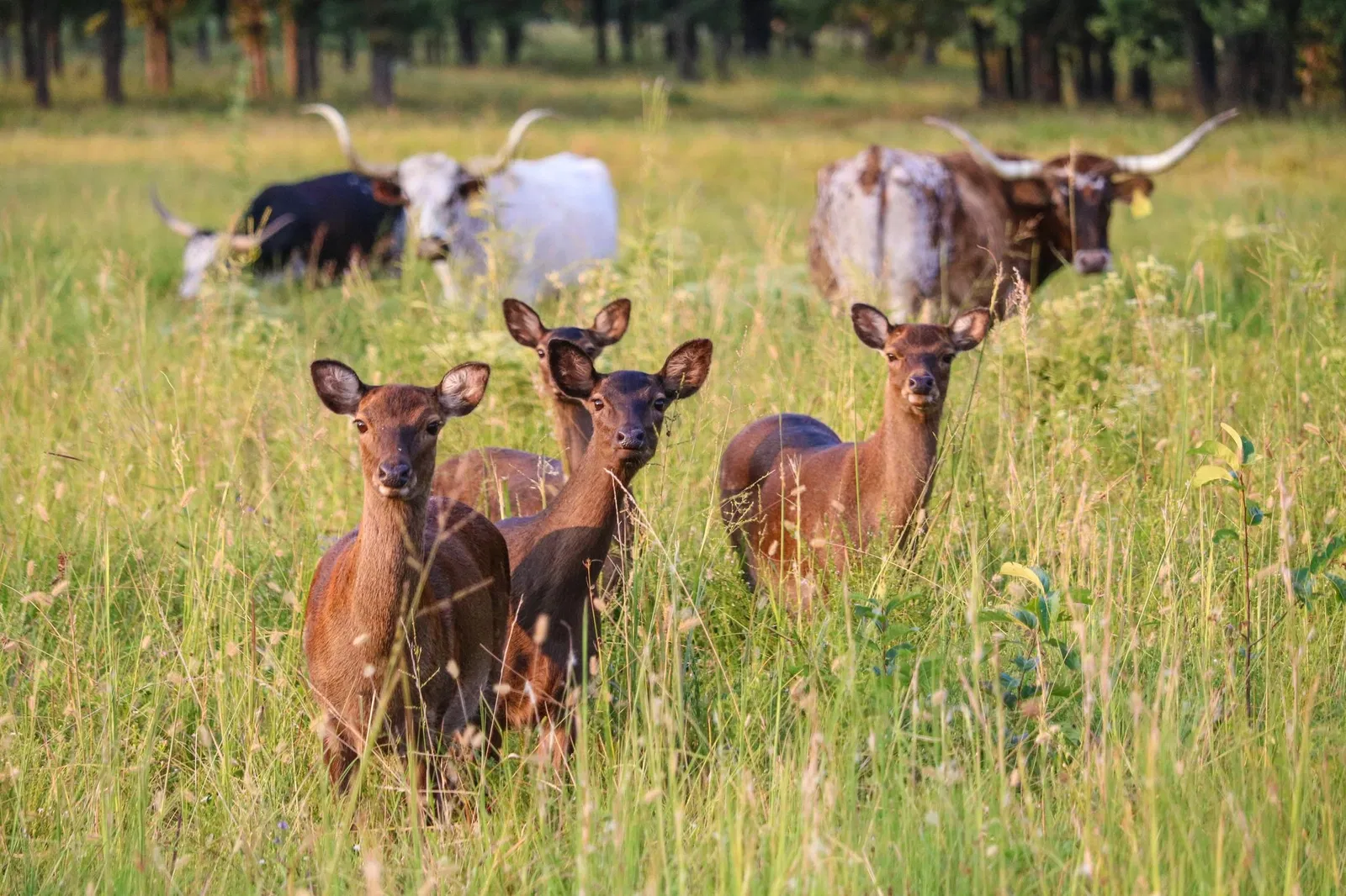 Woolaroc Museum & Wildlife Preserve