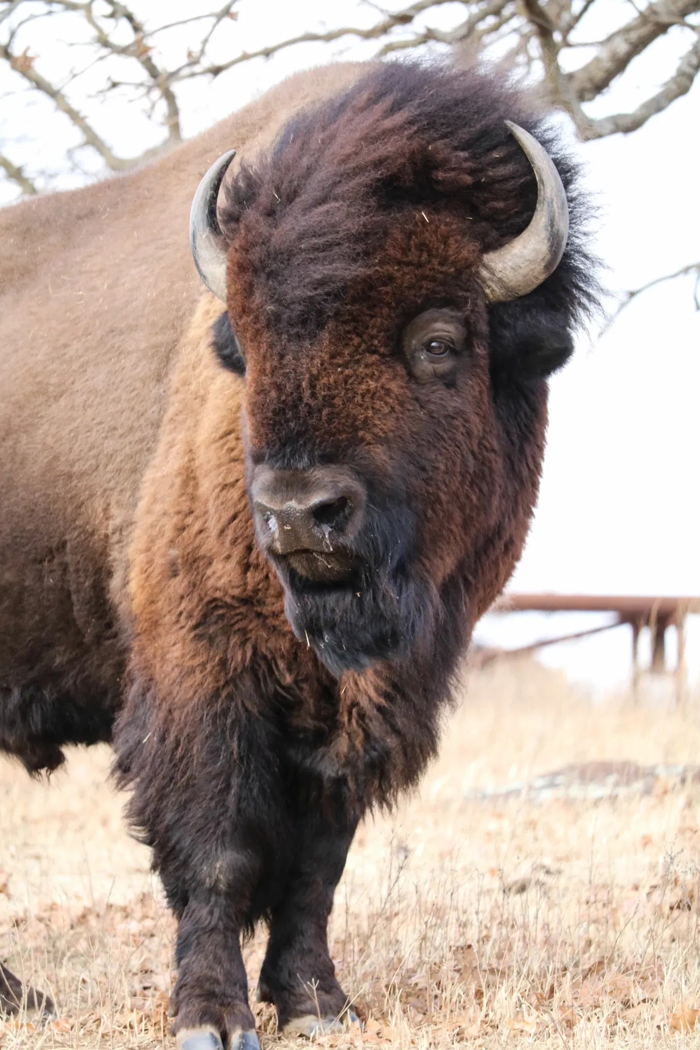 Woolaroc Museum & Wildlife Preserve