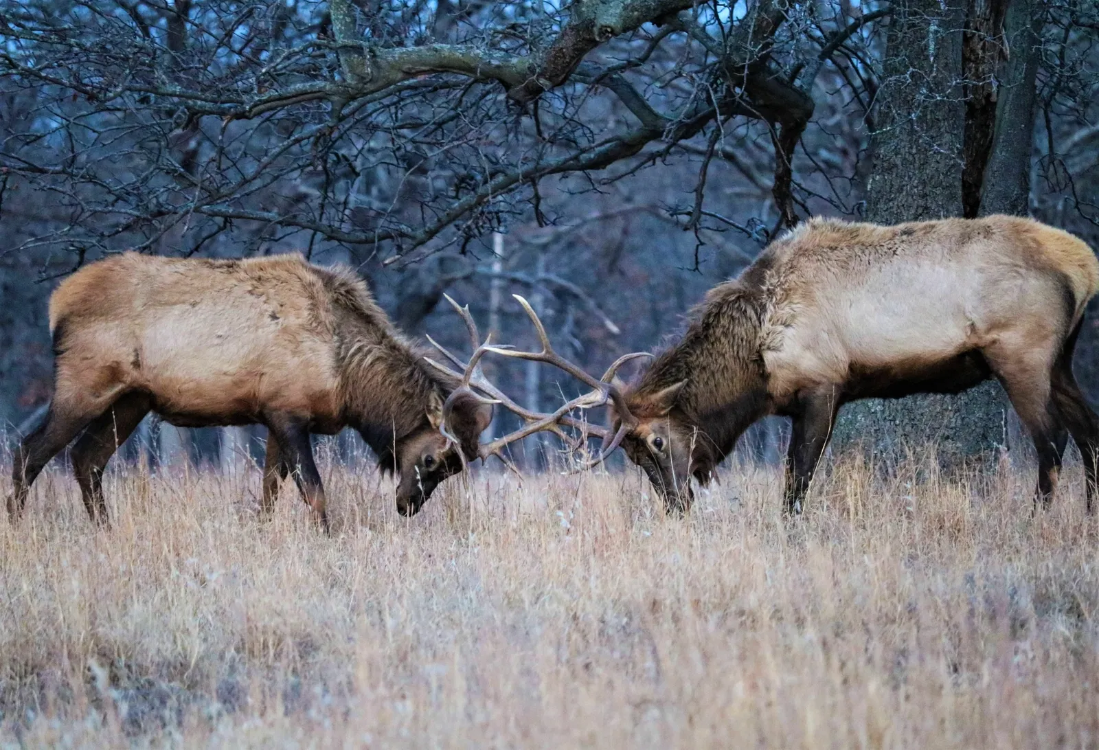 Woolaroc Museum & Wildlife Preserve