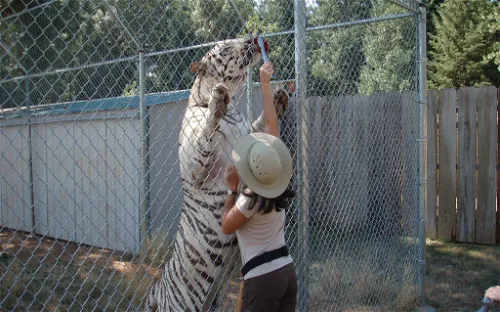 Great Cats World Park