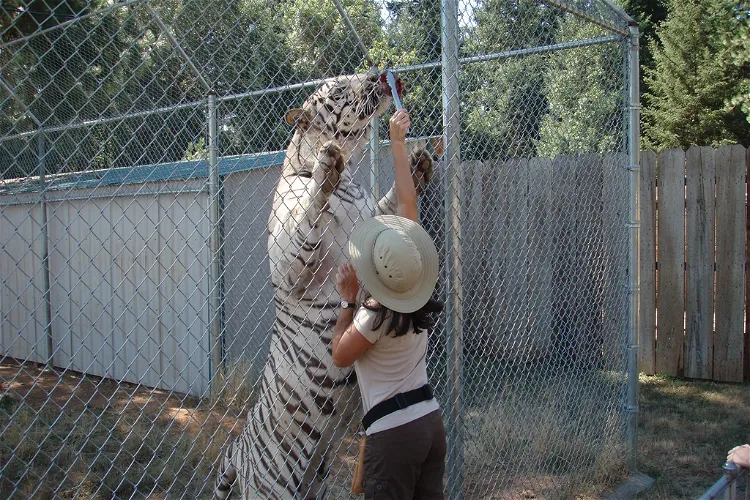 Great Cats World Park