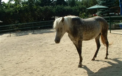 Oderbruchzoo Altreetz
