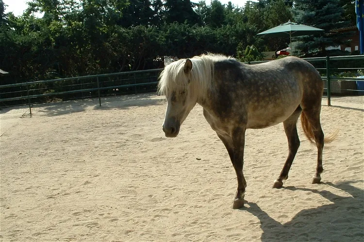 Oderbruchzoo Altreetz