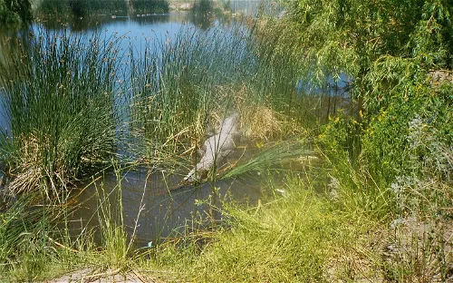 Colorado Gators Reptile Park