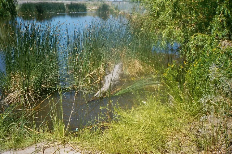 Colorado Gators Reptile Park