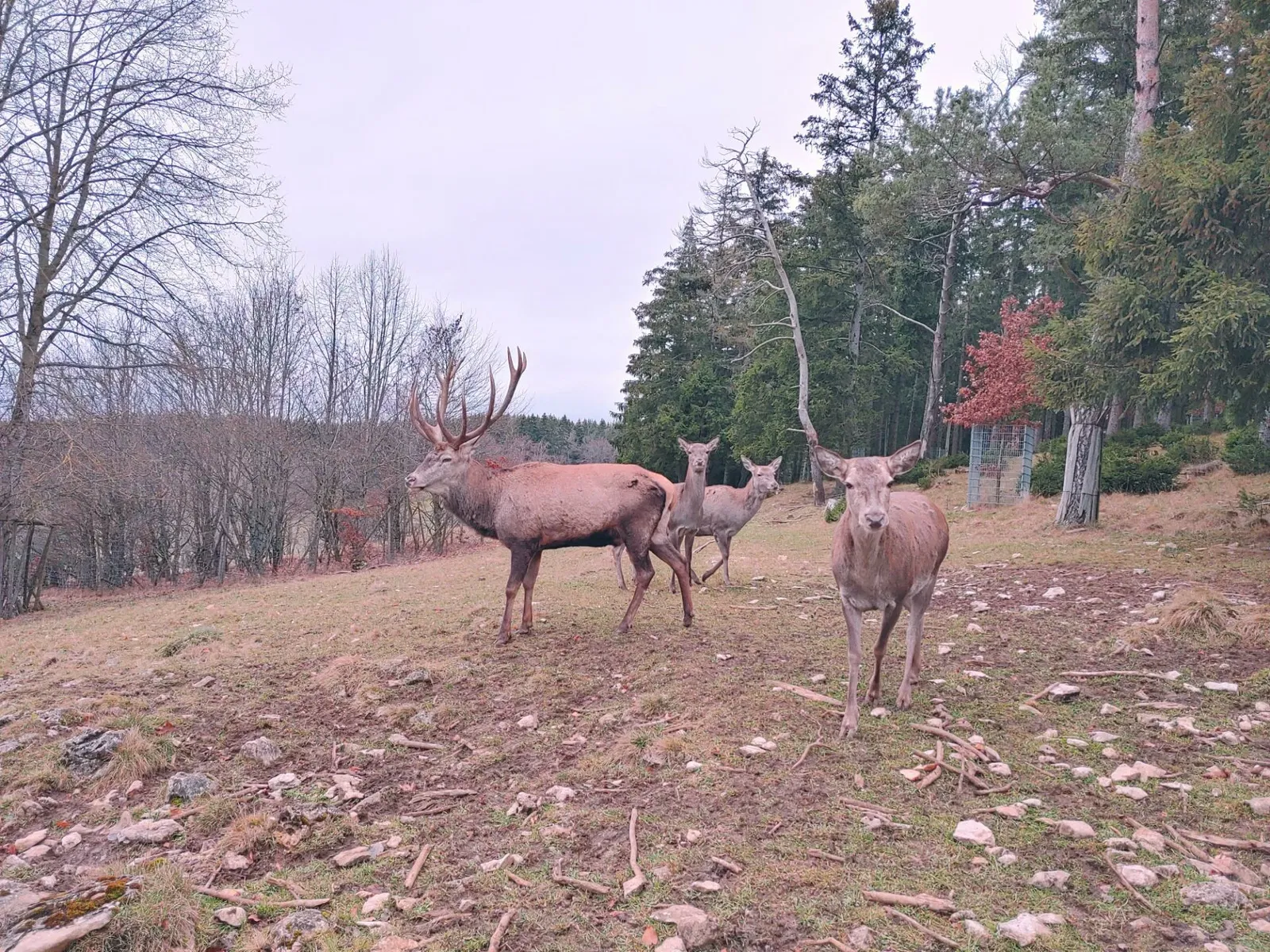 Wildgehege Meßstetten