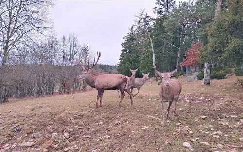 Wildgehege Meßstetten