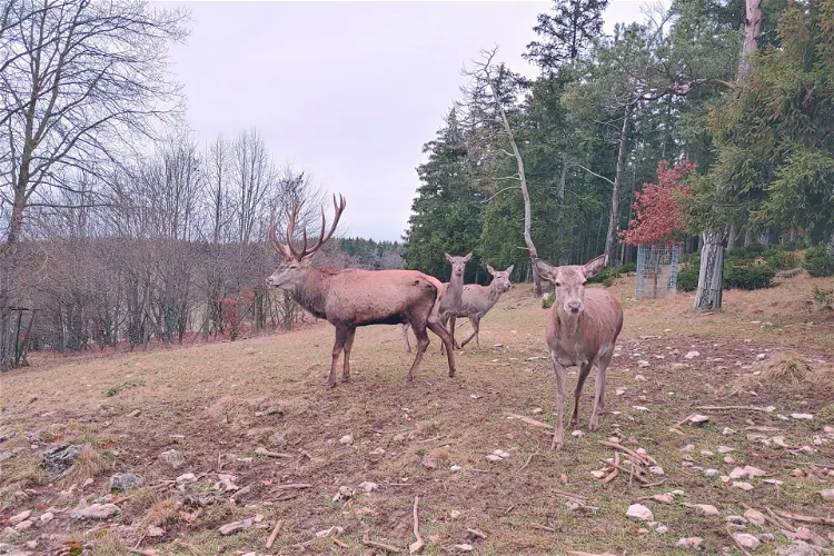 Wildgehege Meßstetten