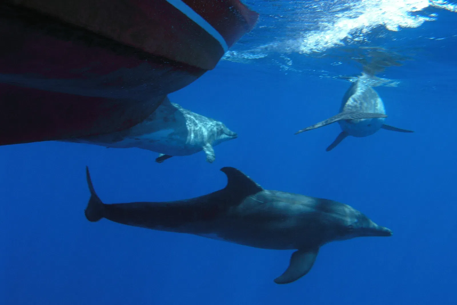 Oceano Whale Watching La Gomera