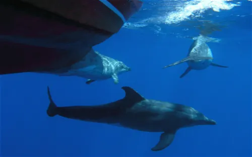 Oceano Whale Watching La Gomera