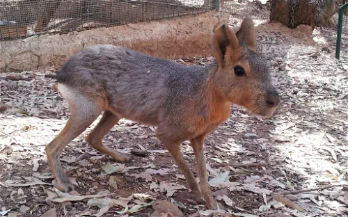 Reserva Natural Castillo de las Guardas