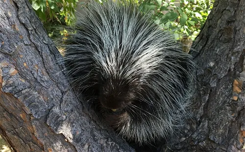 Lindsay Wildlife Experience