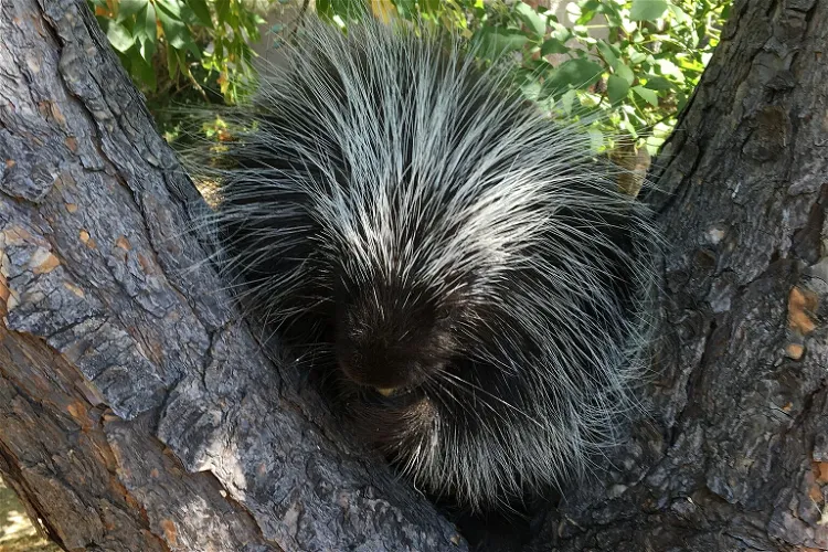 Lindsay Wildlife Experience