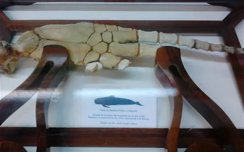 Plasentia Butrón Museum