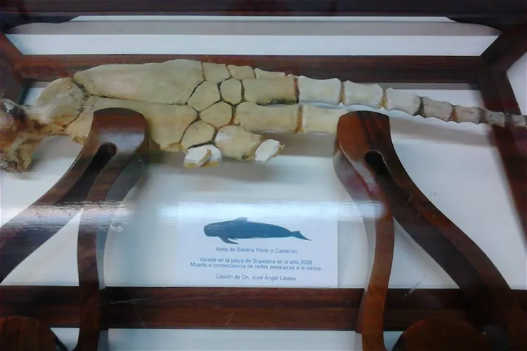 Plasentia Butrón Museum