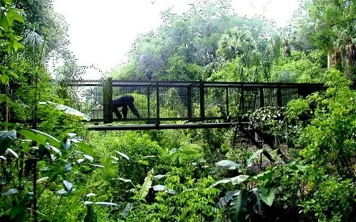 Center for Great Apes