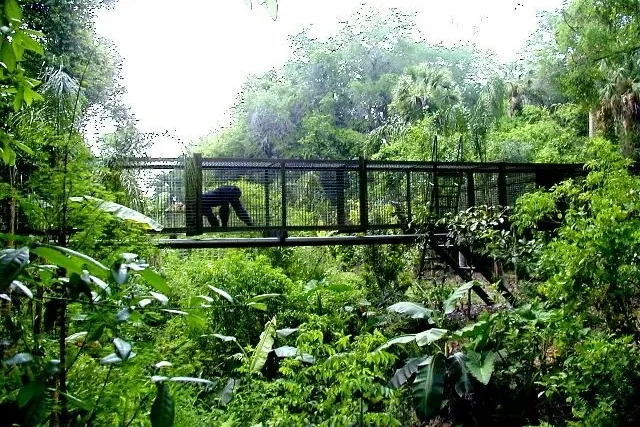 Center for Great Apes