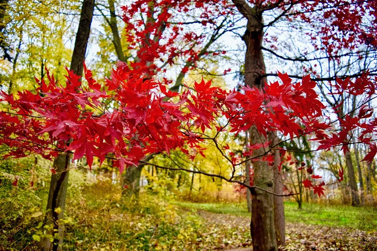 Hadwen Arboretum