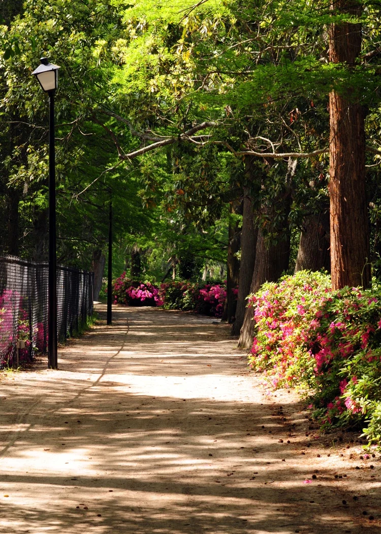 Swan Lake Iris Gardens