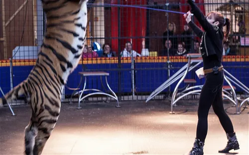 Erlebnis & Tigerpark Dassow