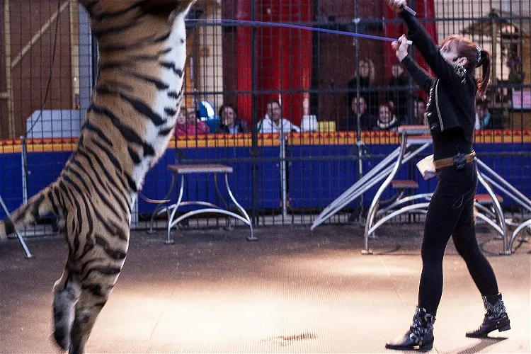 Erlebnis & Tigerpark Dassow