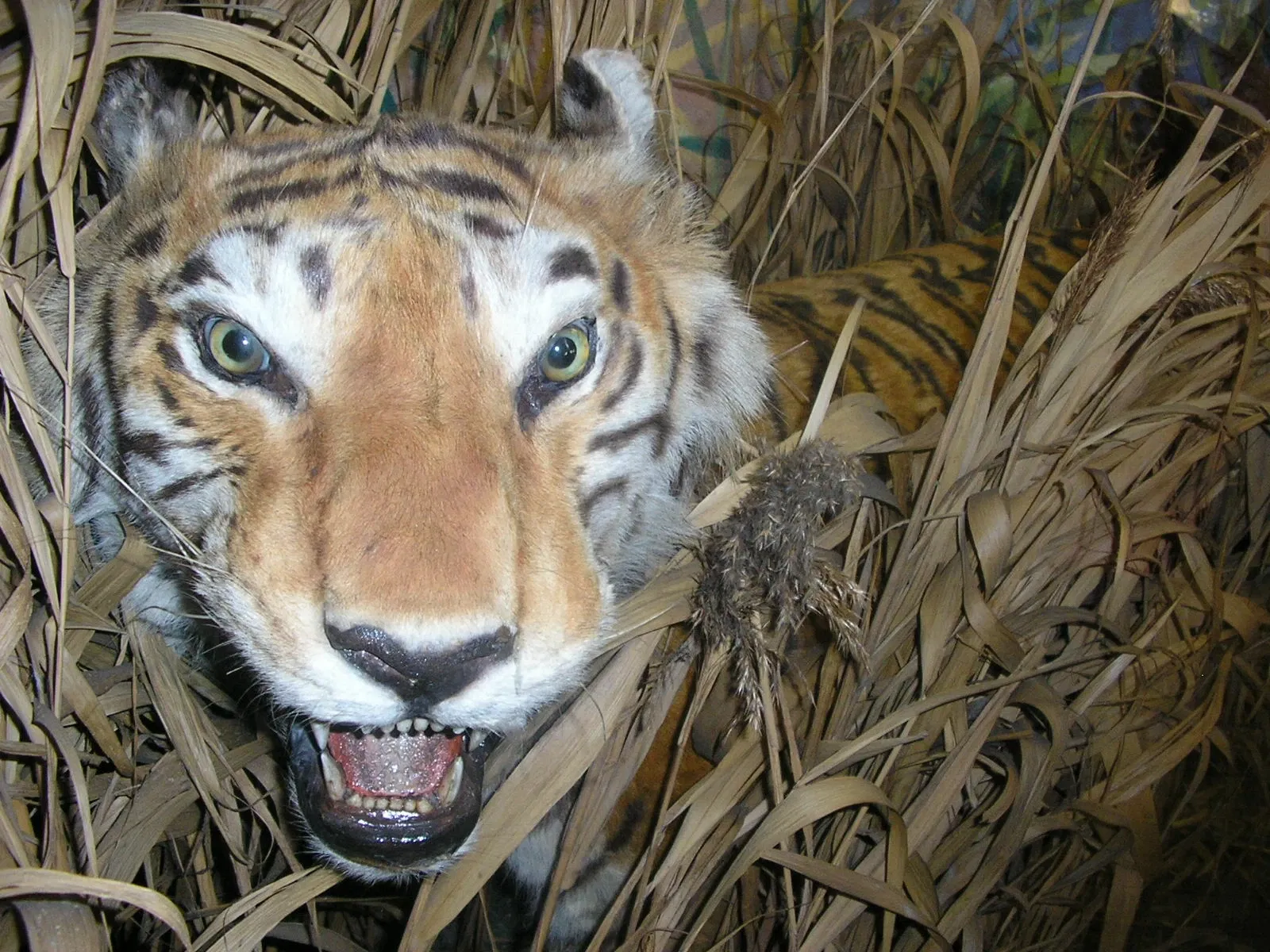 Muséum d'Histoire Naturelle