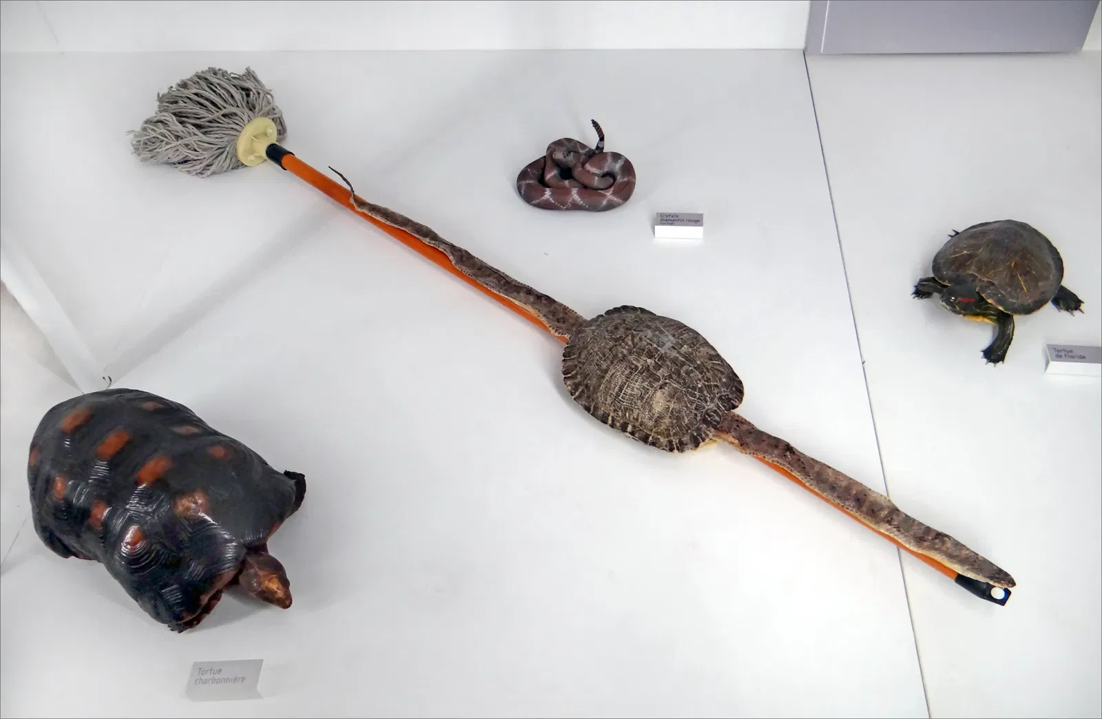 Muséum d'Histoire Naturelle