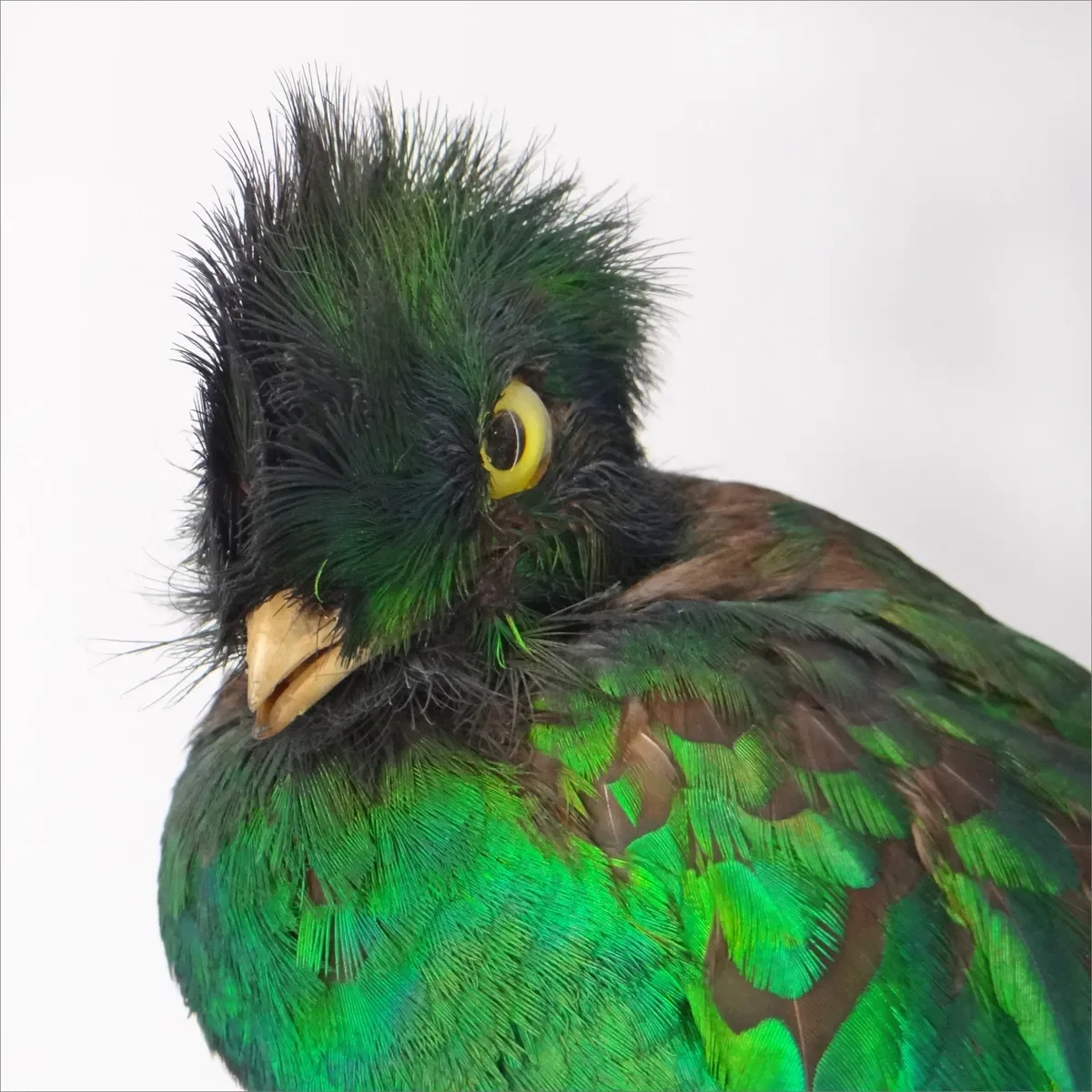 Muséum d'Histoire Naturelle