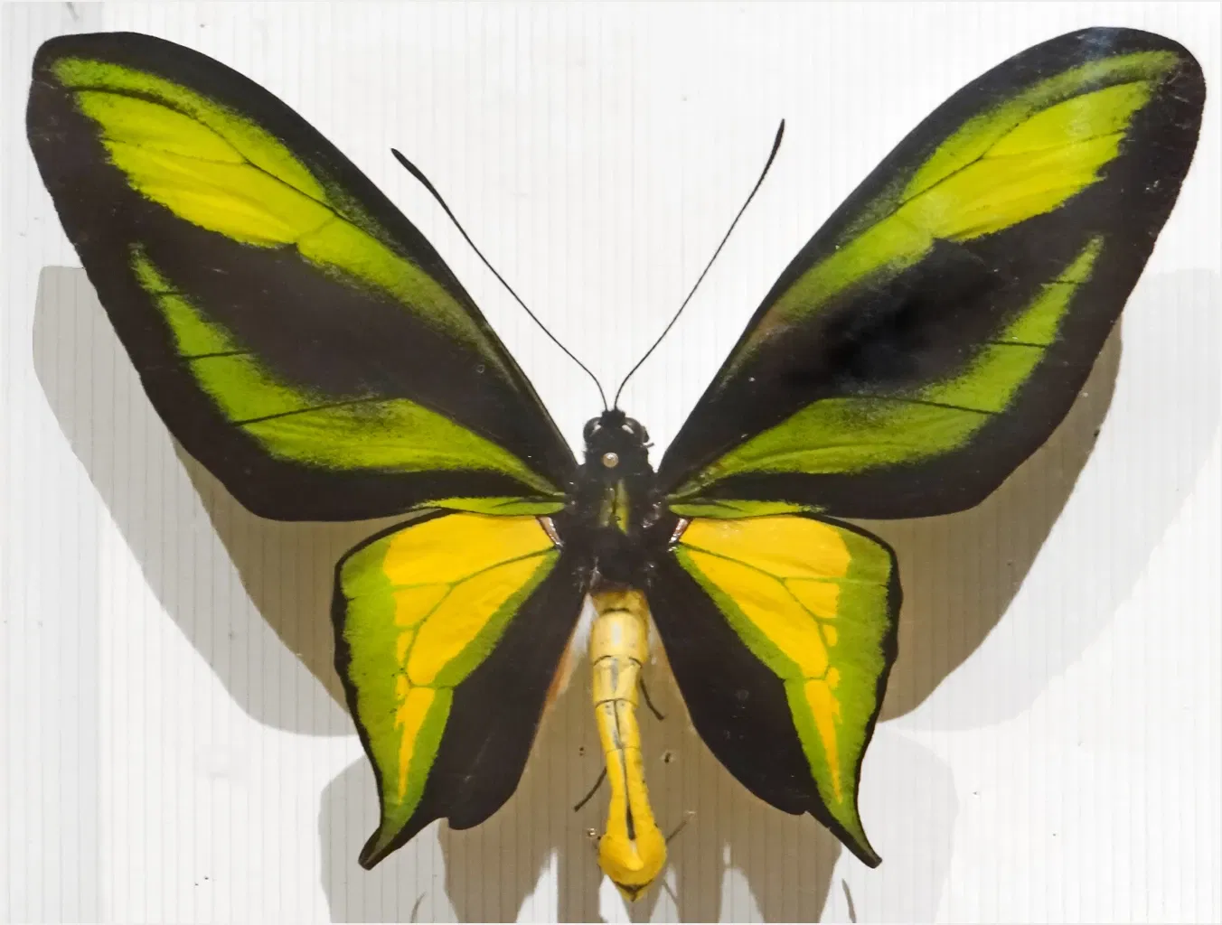 Natural History Museum of Nantes