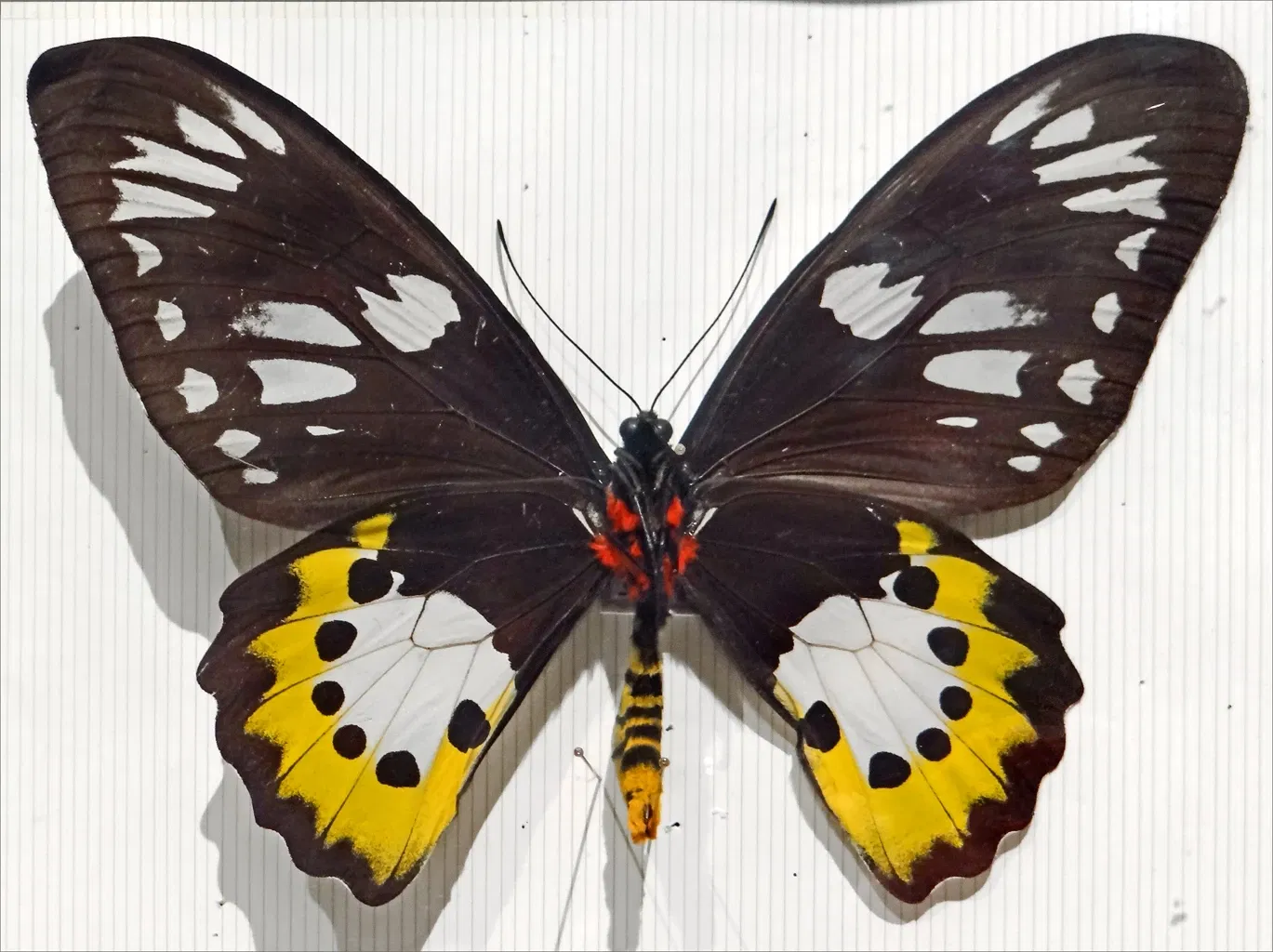 Natural History Museum of Nantes