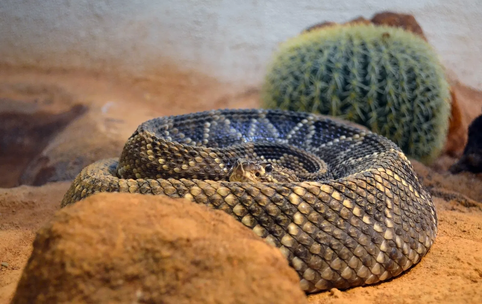 Muséum d'Histoire Naturelle
