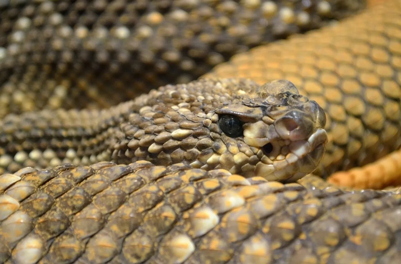 Muséum d'Histoire Naturelle