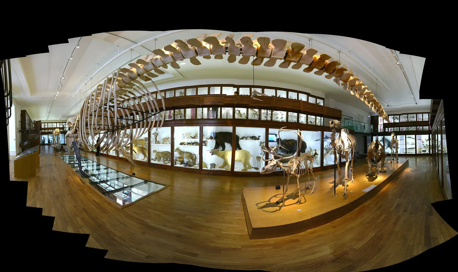 Muséum d'Histoire Naturelle