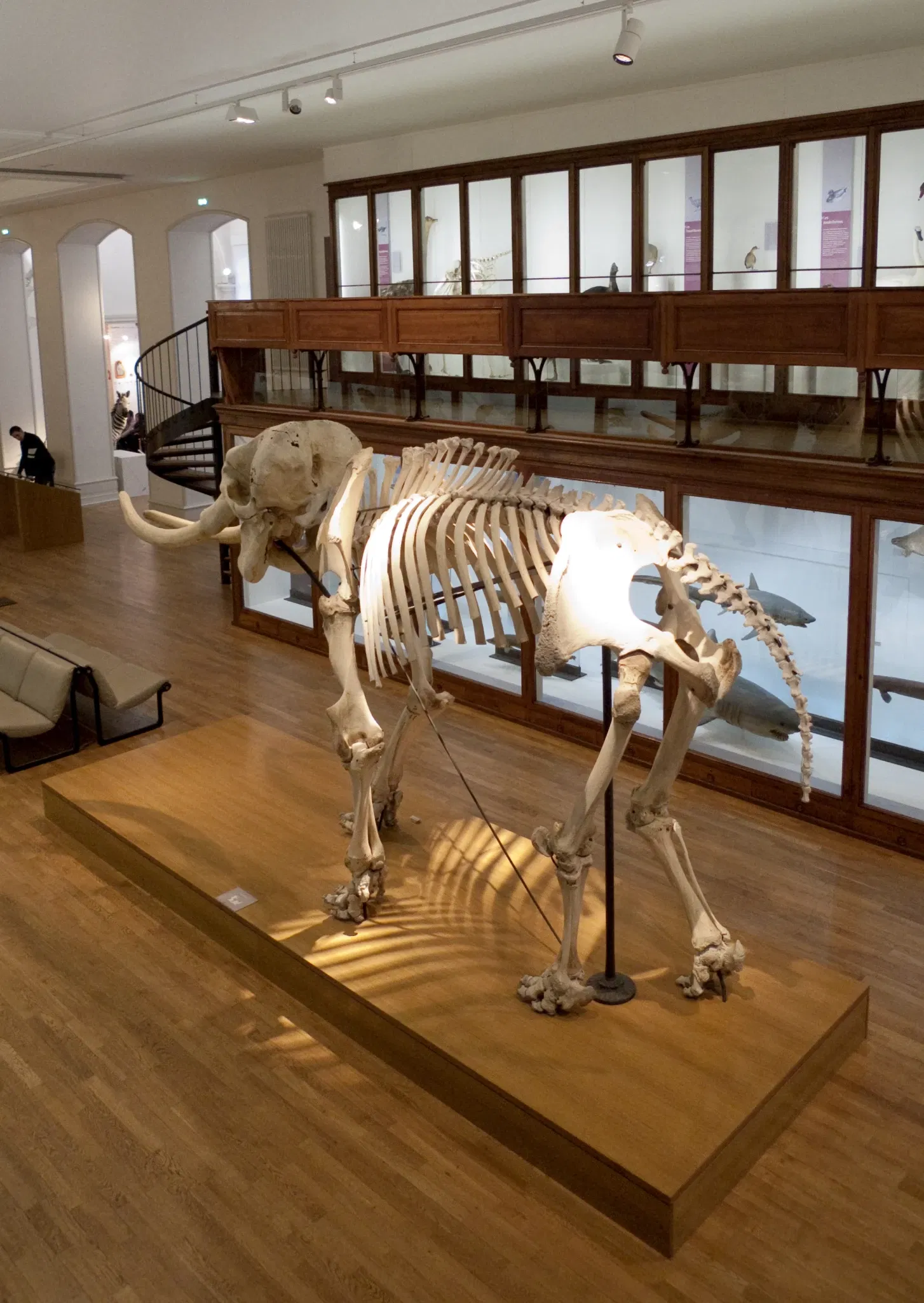 Natural History Museum of Nantes