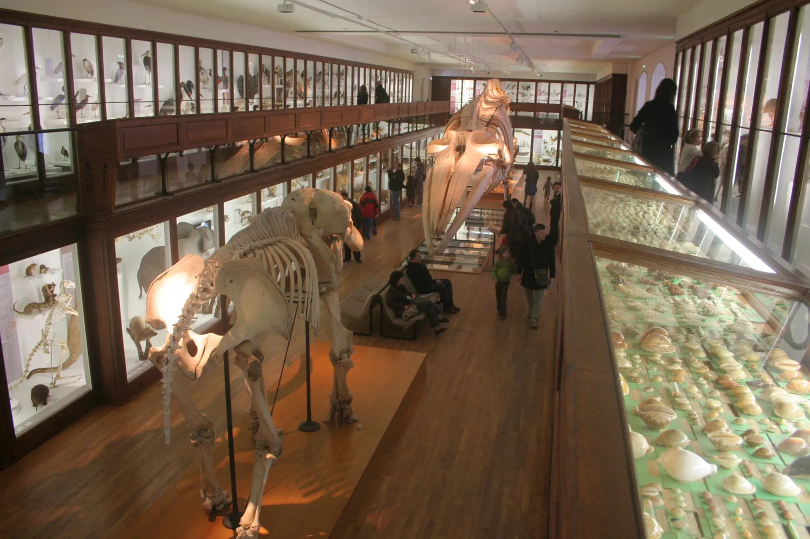 Natural History Museum of Nantes